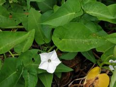 Povíjnice vodní (Ipomoea aquatica Forssk.)