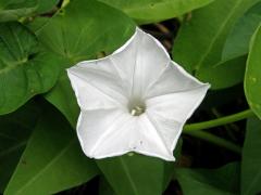 Povíjnice vodní (Ipomoea aquatica Forssk.)