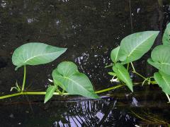 Povíjnice vodní (Ipomoea aquatica Forssk.)