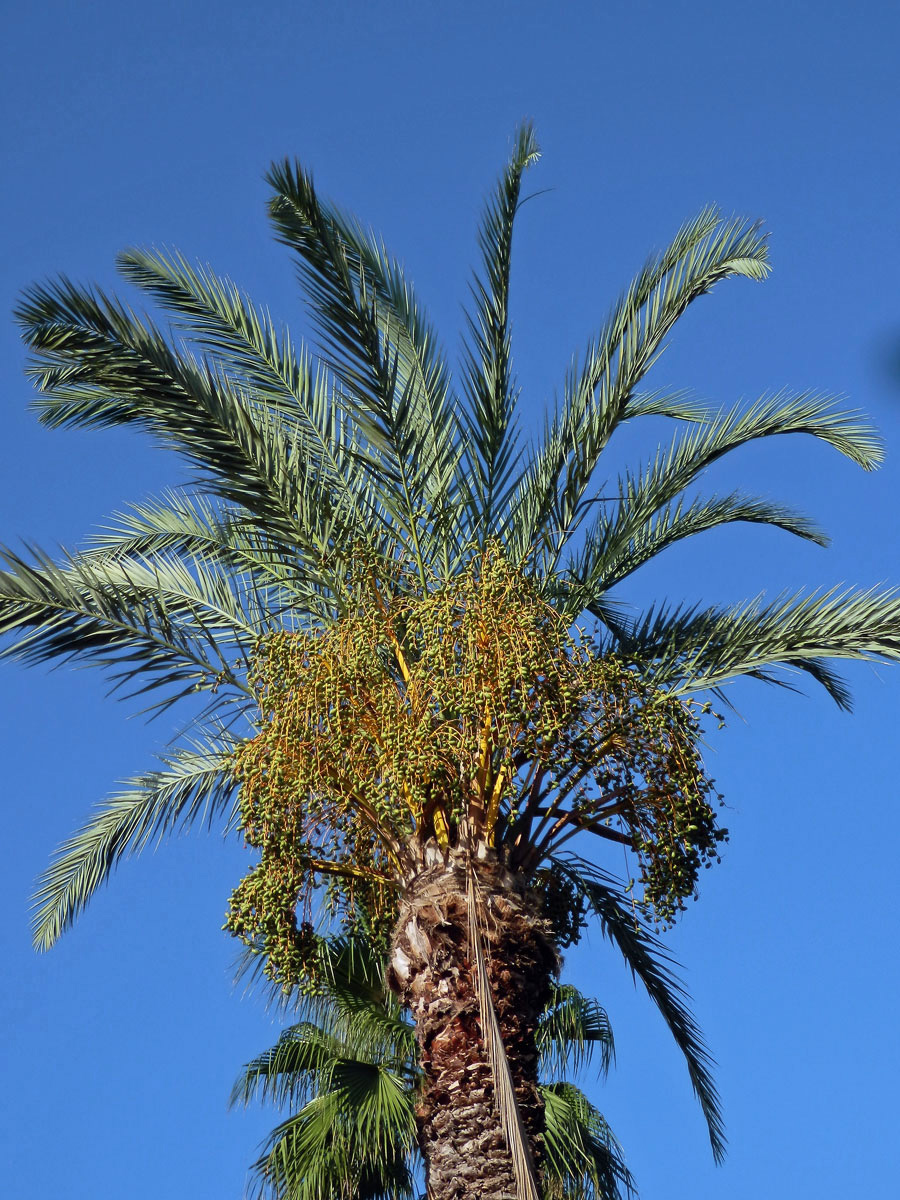 Datlovník kanárský (Phoenix canariensis Chabaud)