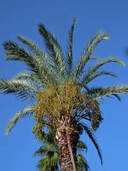 Datlovník kanárský (Phoenix canariensis Chabaud)    