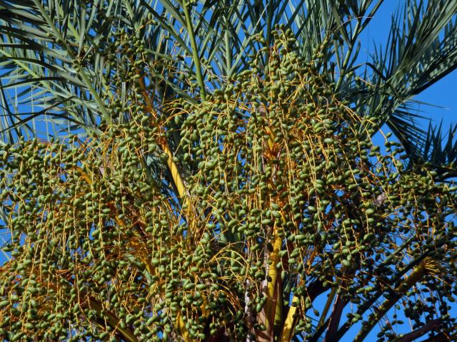 Datlovník kanárský (Phoenix canariensis Chabaud)