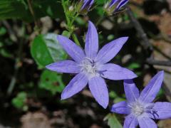 Atypický počet korunních lístků ostatních druhů zvonku (Campanula L.)