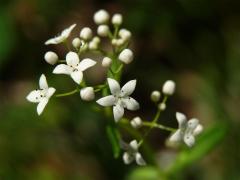 Atypický počet korunních lístků mořenovitých (Rubiaceae Juss.)