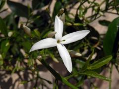 Atypický počet korunních lístků jasmínu (Jasminum L.)