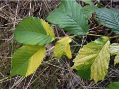 Chybění chlorofylu jilmu habrolistého (Ulmus minor Mill.)