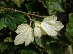 Chybění chlorofylu rybízu alpínského (Ribes alpinum L.)