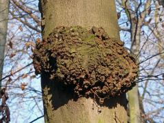 Nádor na buku lesním (Fagus sylvatica L.) (23c)