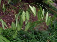 Chasmanthium Link