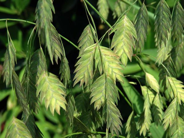 Chasmanthium latifolium (Michx.) Yates