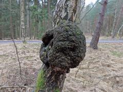 Nádor na bříze bělokoré (Betula pendula Roth) (54a)