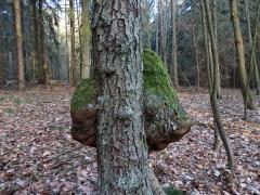 Tumor na olši lepkavé (Alnus glutinosa (L.) Gaertn.) (15d)