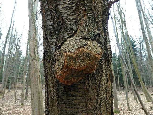 Třešeň ptačí (Prunus avium (L.) L.) (27a) s nádorem na kmeni