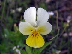 Violka trojbarevná (Viola tricolor L.)