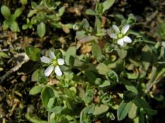 Plevel okoličnatý (Holosteum umbellatum L.)