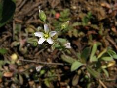 Plevel okoličnatý (Holosteum umbellatum L.)
