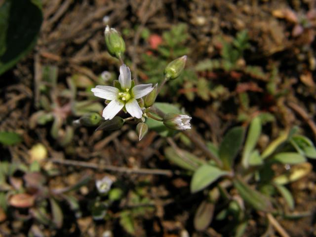 Plevel okoličnatý (Holosteum umbellatum L.)