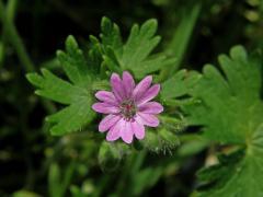 Kakost pyrenejský (Geranium pyrenaicum Burm. fil.) s čestičetným květem (1b)