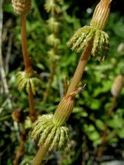 Přeslička lesní (Equisetum sylvaticum L.)