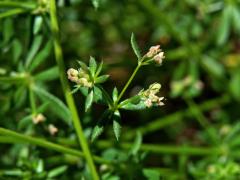 Svízel (Galium divaricatum Pourret ex Lam.)