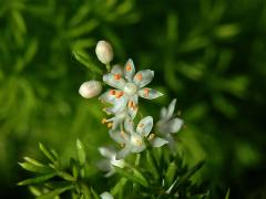 Chřest (Asparagus densiflorus (Kunth) Jessop) s vícečetným květem