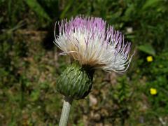 Pcháč zvrhlý (Cirsium × hybridum Koch ex DC.) = Cirsium oleraceum × palustre