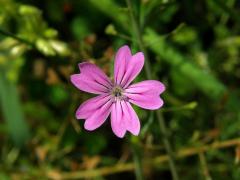 Hvozdíček vrtkavý (Petrorhagia dubia (Raf.) G. López & Romo)