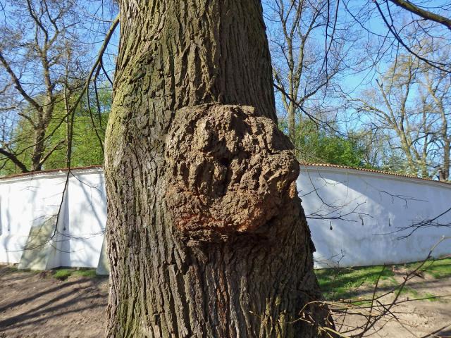 Lípa velkolistá (Tilia platyphyllos Scop.) (27) s nádorem na kmeni