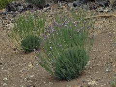 Trýzel (Erysimum scoparium (Willd.) Wettst.)