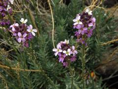 Trýzel (Erysimum scoparium (Willd.) Wettst.)