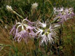 Hvozdík pyšný (Dianthus superbus L.)