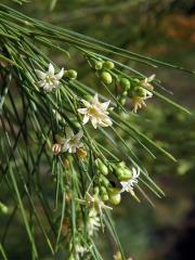 Plocama pendula Aiton