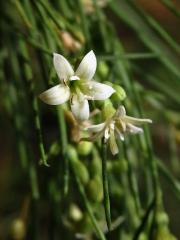 Plocama pendula Aiton