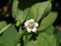 Salpichroa origanifolia (Lam.) Thellung