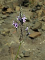 Levandule kanárská (Lavandula canariensis Mill.)