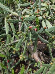 Opuncie (Opuntia cochenillifera (L.) P. Miller)