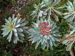 Pryšec (Euphorbia atropurpurea Brouss. ex Willd.)