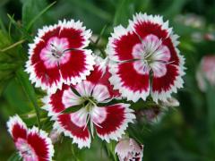 Hvozdík vousatý (Dianthus barbatus L.)