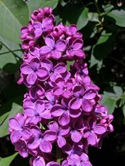 Šeřík obecný (Syringa vulgaris L.)