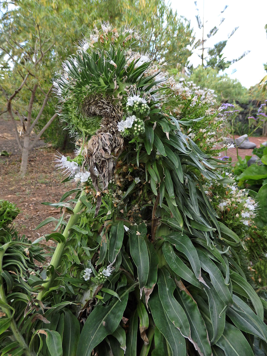 Hadinec (Echium simplex DC.) s fasciací stonku (5)