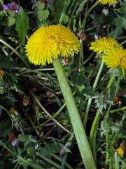 Smetánka lékařská (Taraxacum officinale L.) - fasciace stonku (13)