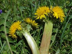 Smetánka lékařská (Taraxacum officinale L.) - fasciace stonku (14a)