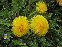 Smetánka lékařská (Taraxacum officinale L.) - fasciace stonku (15b)