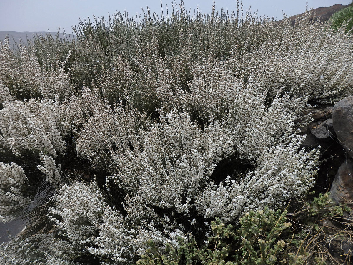 Čilimník (Cytisus supranubius (L. f.) Kuntze)