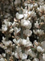 Čilimník (Cytisus supranubius (L. f.) Kuntze)