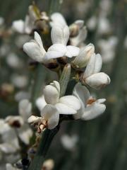 Čilimník (Cytisus supranubius (L. f.) Kuntze)