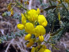 Žlázoplod lepkavý (Adenocarpus viscosus (Willd.) Webb & Berthel)