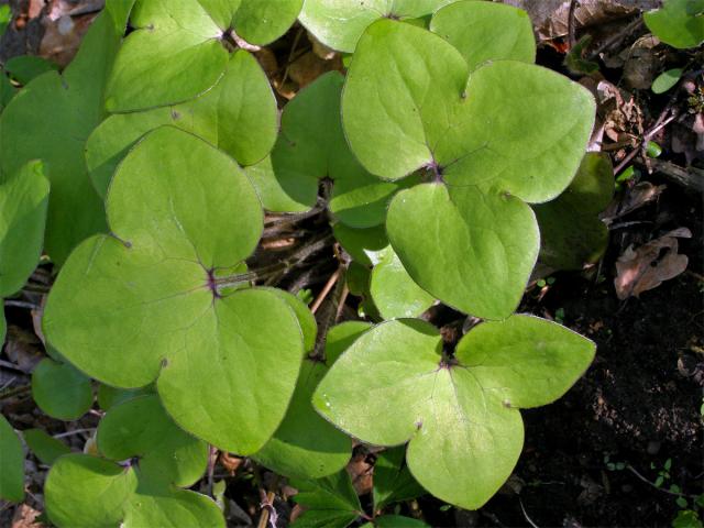 Jaterník podléška (trojlaločný) (Hepatica nobilis Schreber)