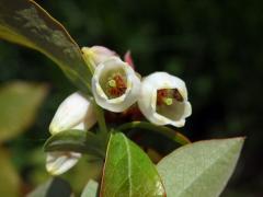 Brusnice chocholičnatá (Vaccinium corymbosum L.)