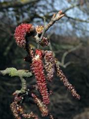 Topol bílý (Populus alba L.)